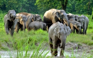 Wildlife Sanctuary and Elephant Ride at Dooars Forest
